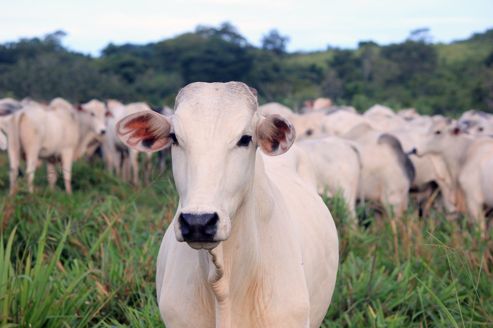 Cattle