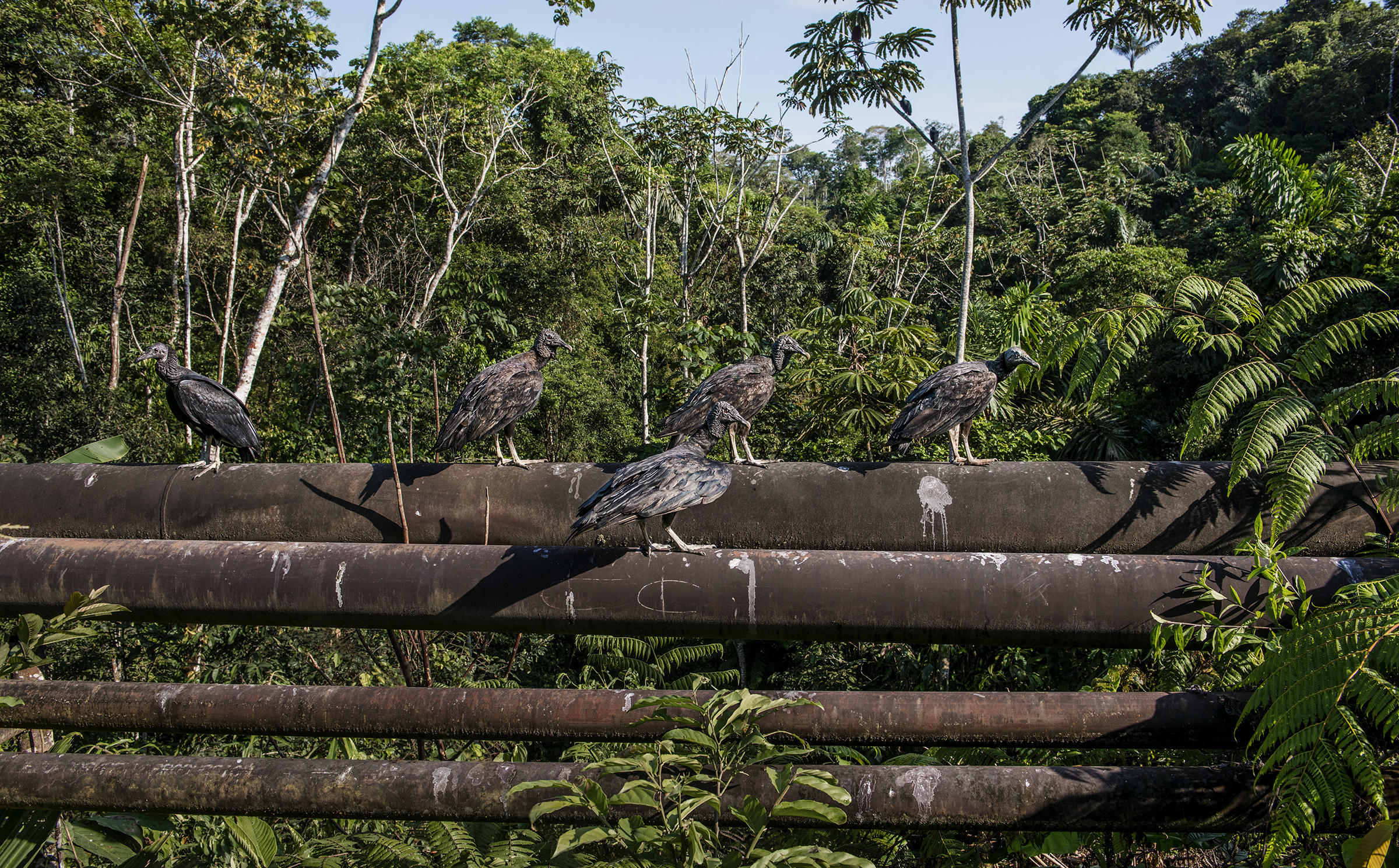 Ecuador Oil production
