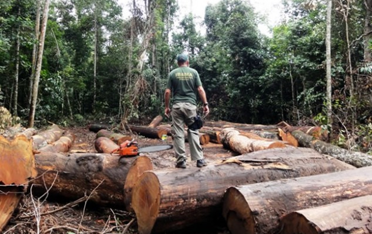 Brazil deforested an area the size of Israel in 2022. (Photo Internet reproduction)