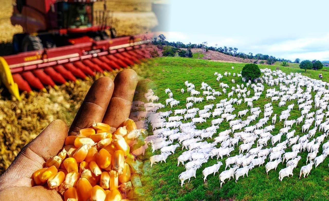 brazil-grain-livestock