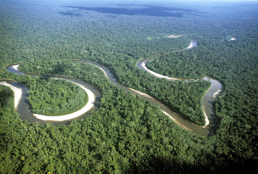 Rainforest (Foto internet reproduction)