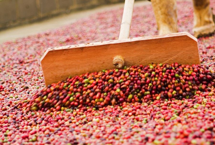 Colombia coffee producers deliver 10% less than last year’s crop