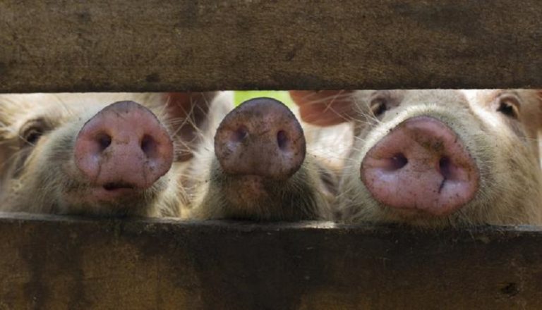 South American countries join efforts to avert African swine fever