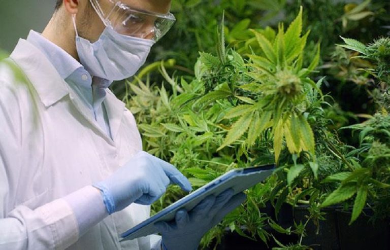 Brazil authorizes use of cannabis-based medicine imported from Colombia