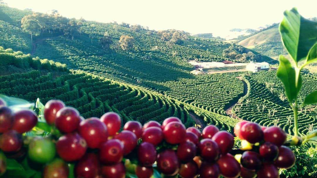 With rain in Brazil, Arabica coffee price opens down in New York