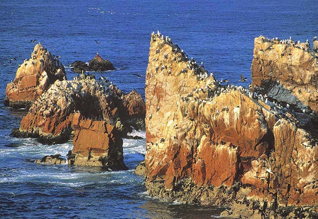 Ballestas Paracas Peru