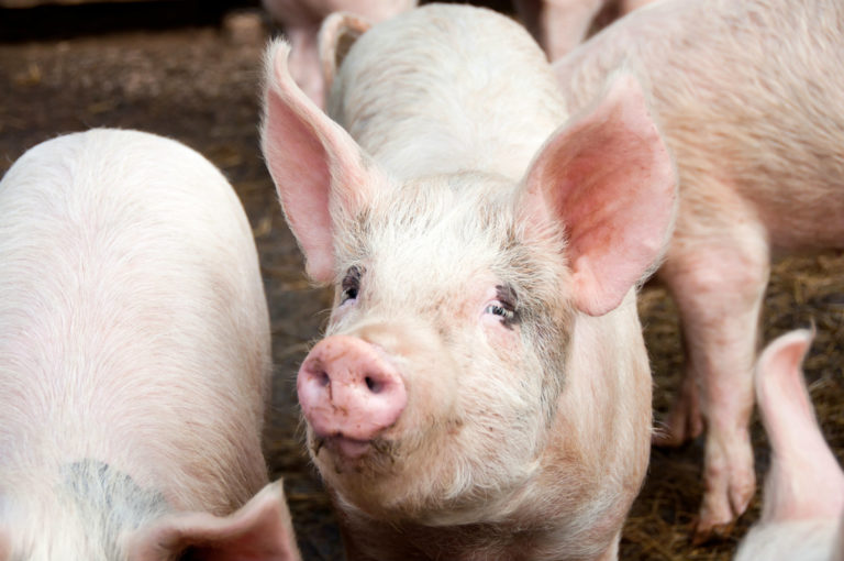 Brazil records a case of classical swine fever in Ceará state