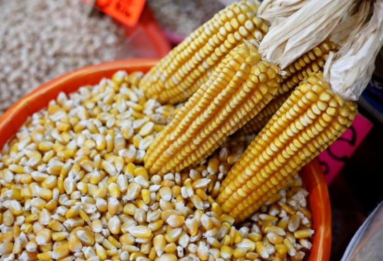 Brazil could post record corn production in 2021/2022 – Conab