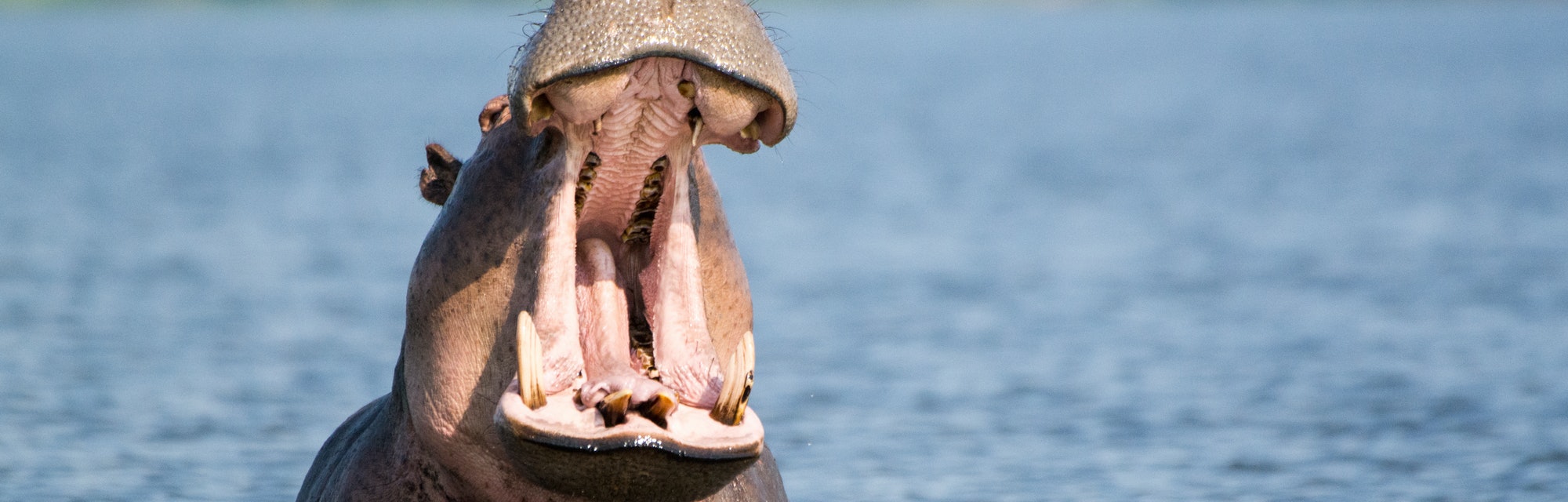 Hippo