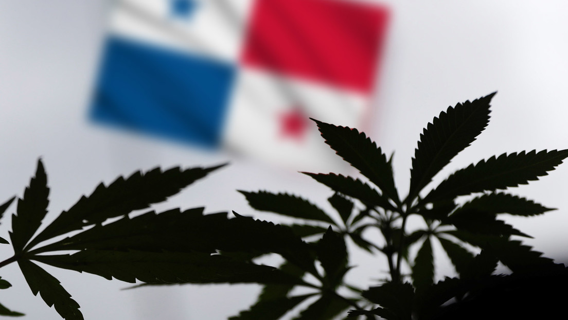 panama-cannabis