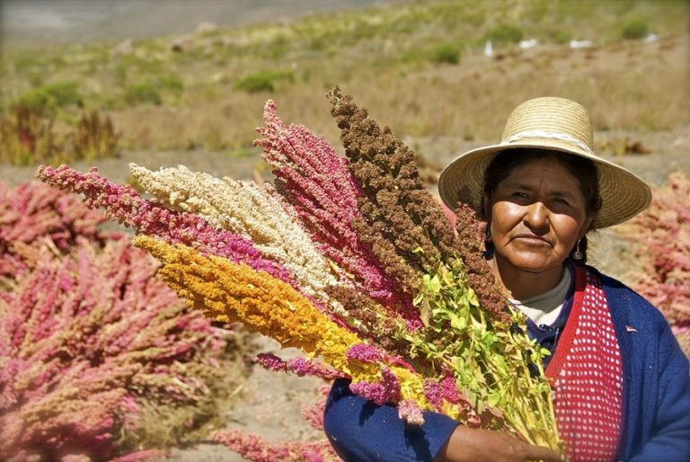 Bolivia aims to promote quinoa internationally