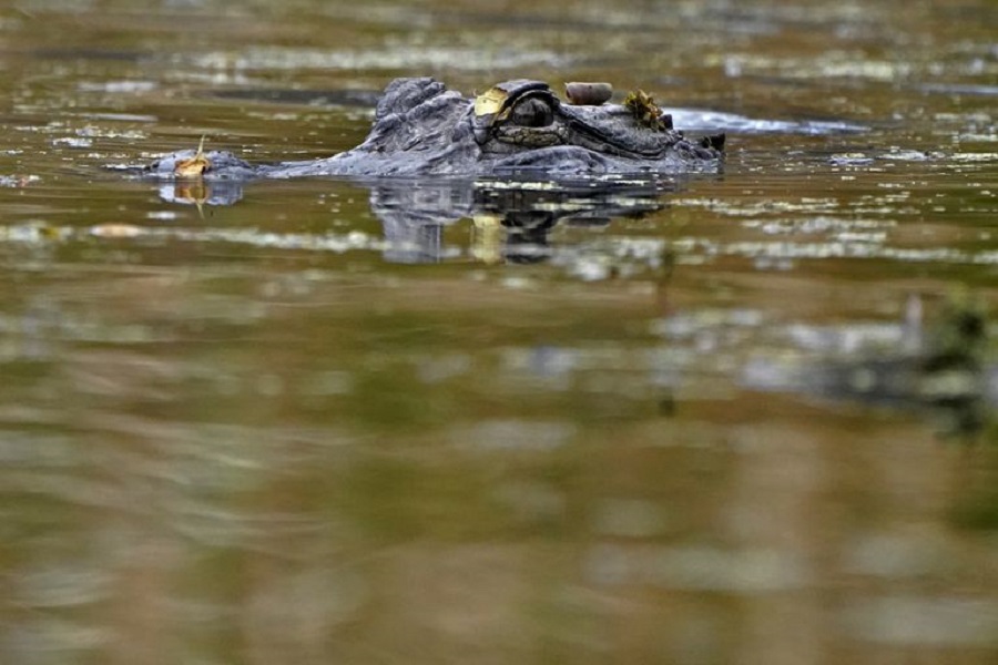 Shocking crocodile attack on a man in lake in Brazil