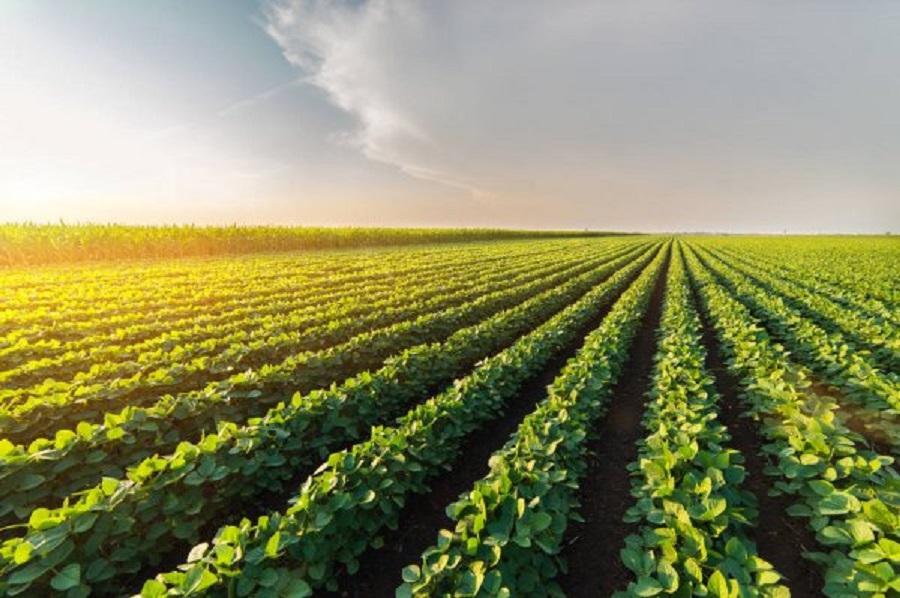 COP26: Eight groups commit to invest US$3 billion in deforestation-free soy production and cattle raising