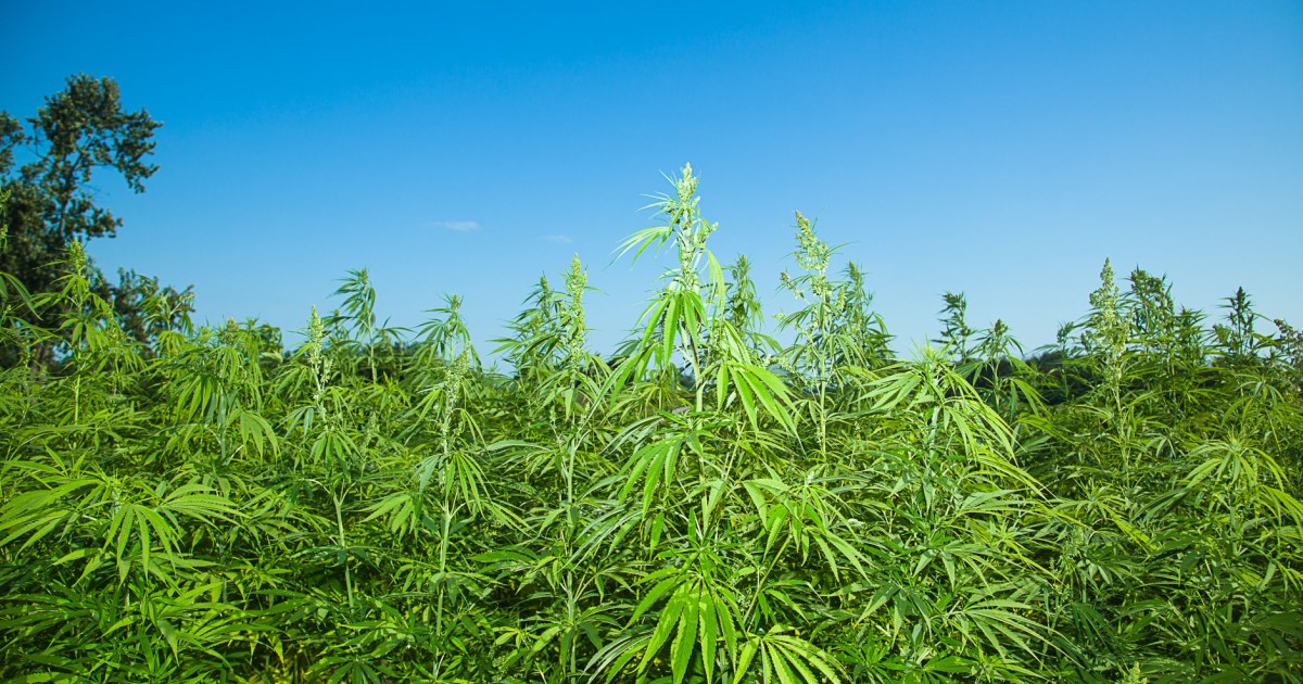 Paraguay among the three largest producers of hemp worldwide
