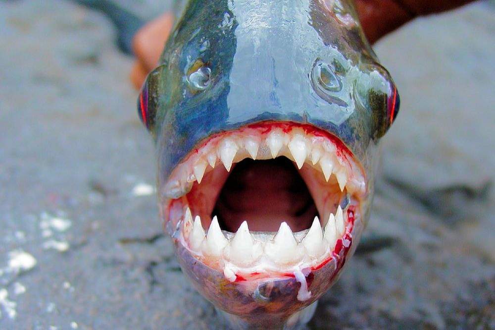 palometa