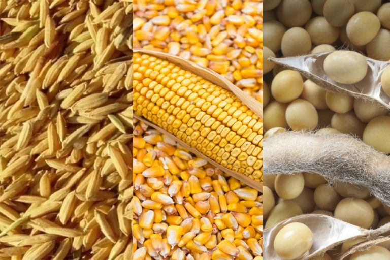 Brazil to harvest a record grain crop of 270.7 million tons in 2022