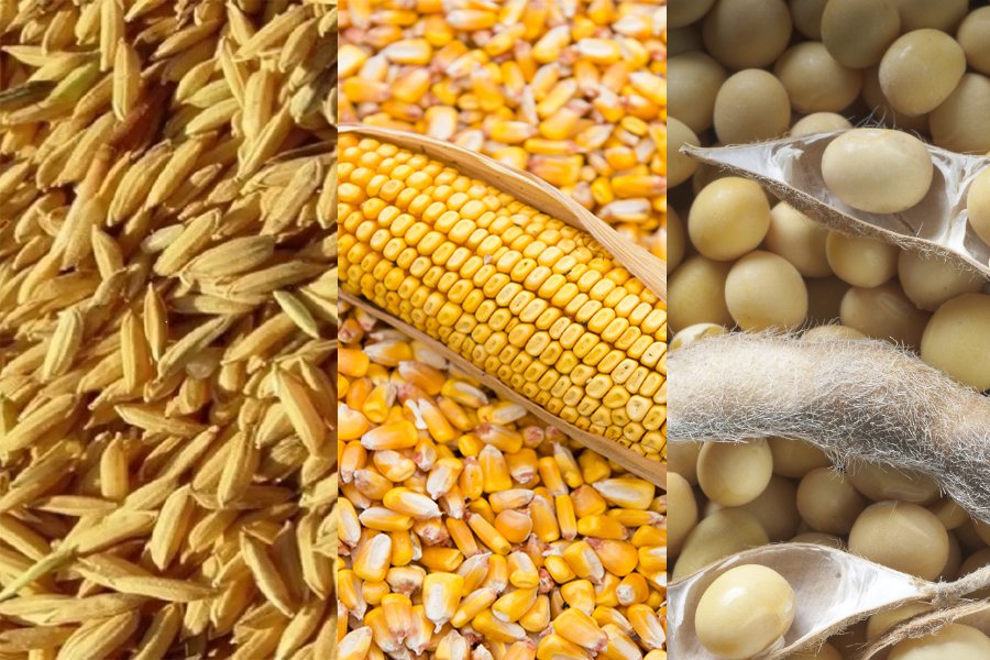 soy-corn-rice