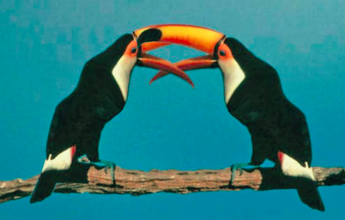 toucans