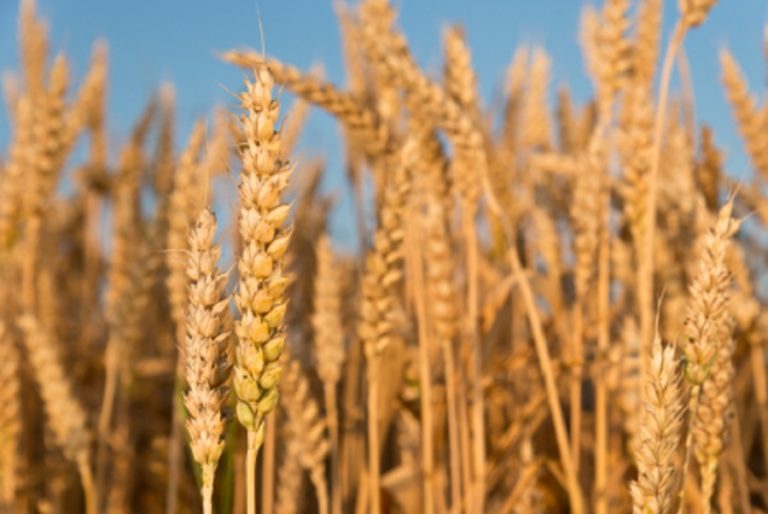 Wheat, soybeans and corn will achieve positive yields in Brazil’s Santa Catarina