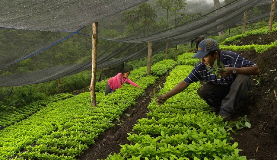Bolivia: Program aims to replace coca with coffee crops