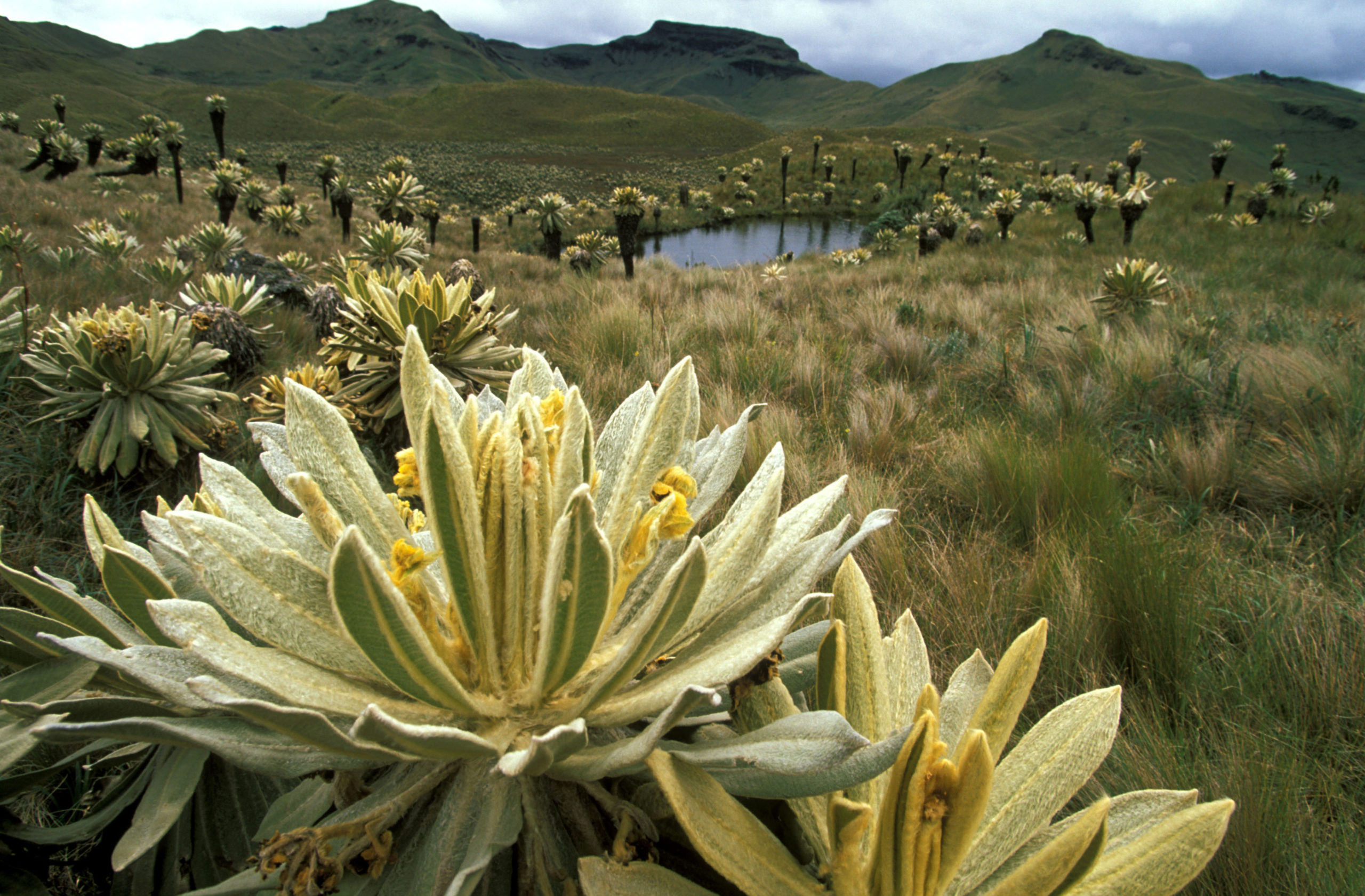 La Planada Nature Reserve, Colombia