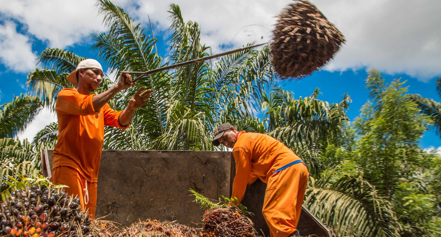 amazÙnia amazon forest palm oil