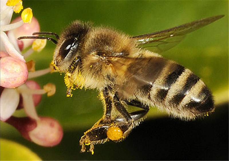 bee