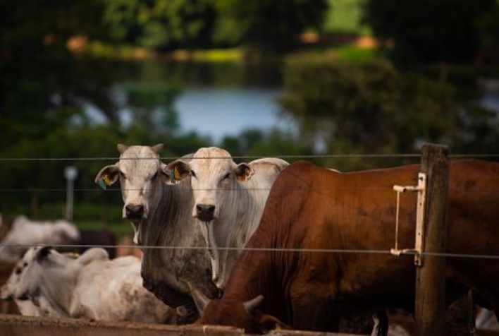 Shipments were halted after two atypical cases of the mad cow disease were reported in the states of Minas Gerais and Mato Grosso.