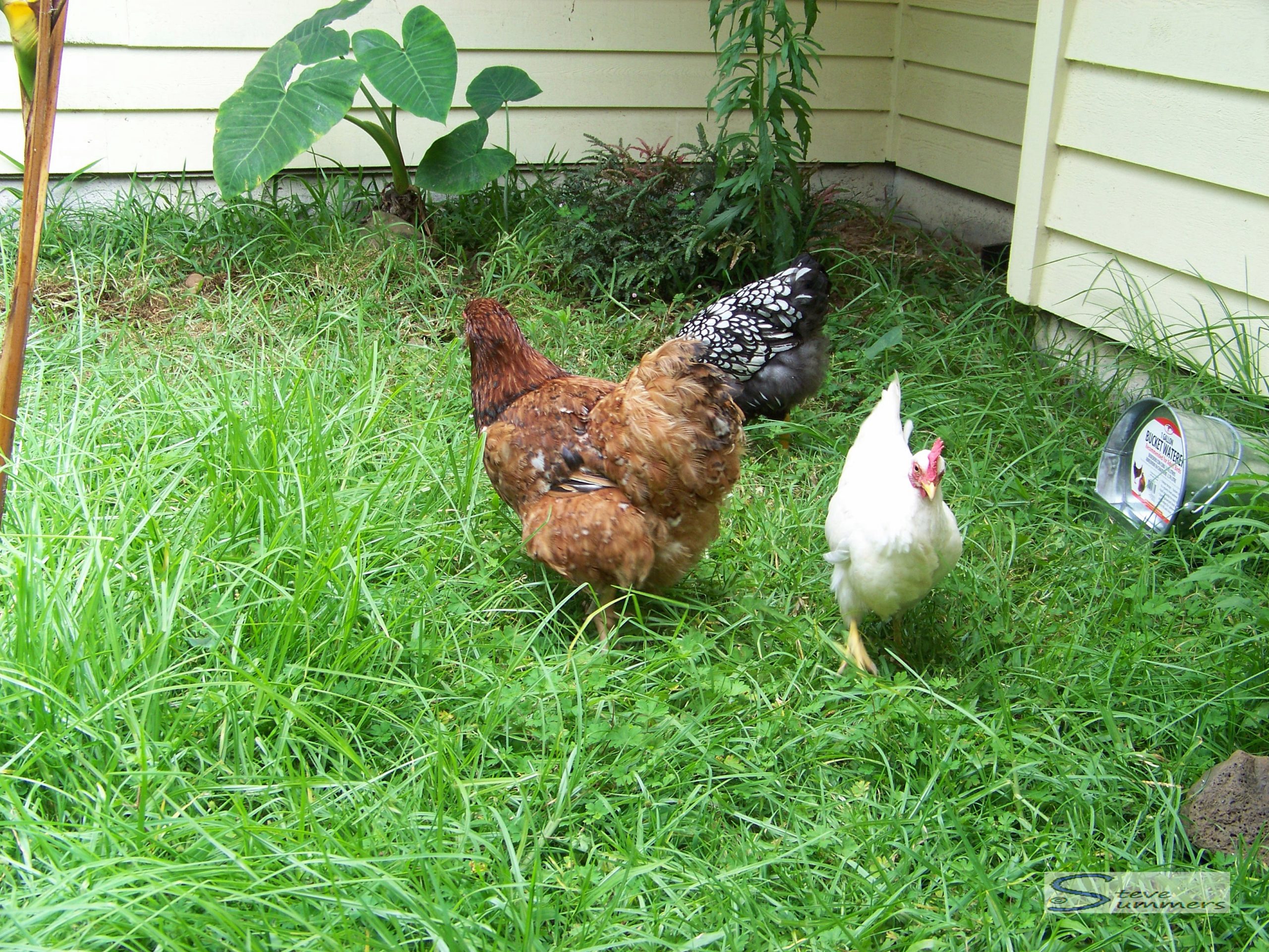 chickens