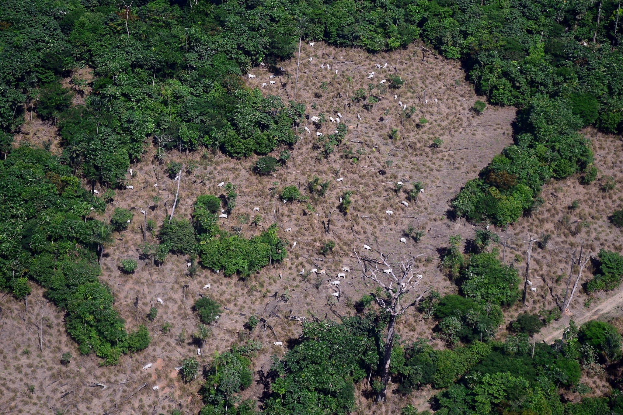 The meat industry giants JBS, Marfrig, and Minerva were accused of allegedly contributing to deforestation in some regions of Brazil, such as the Amazon, considered the planet's lungs.