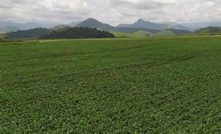Brazil’s Ministry of Agriculture: in 2021, insured value reached US$12.3 billion