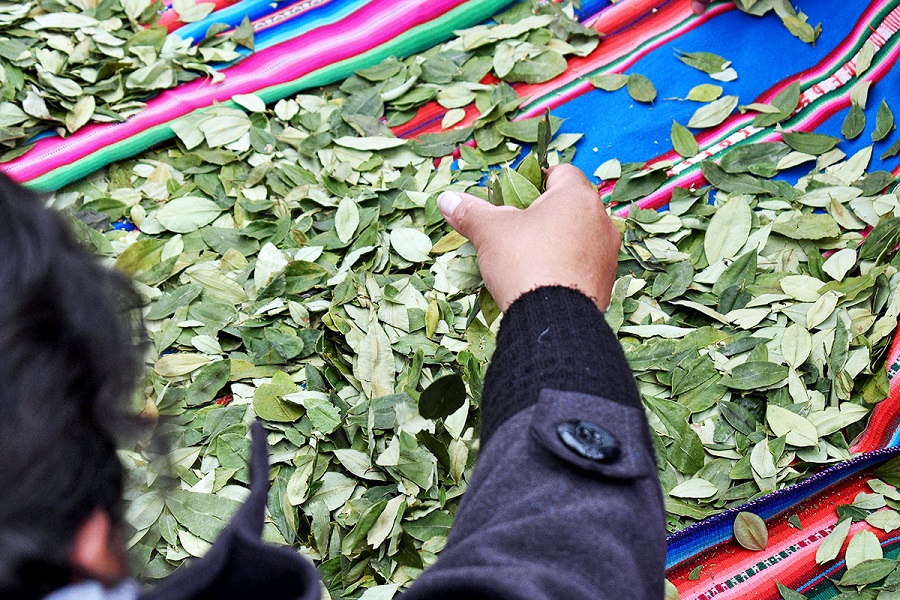 Bolivia announces plant to produce coca leaf-based toothpaste