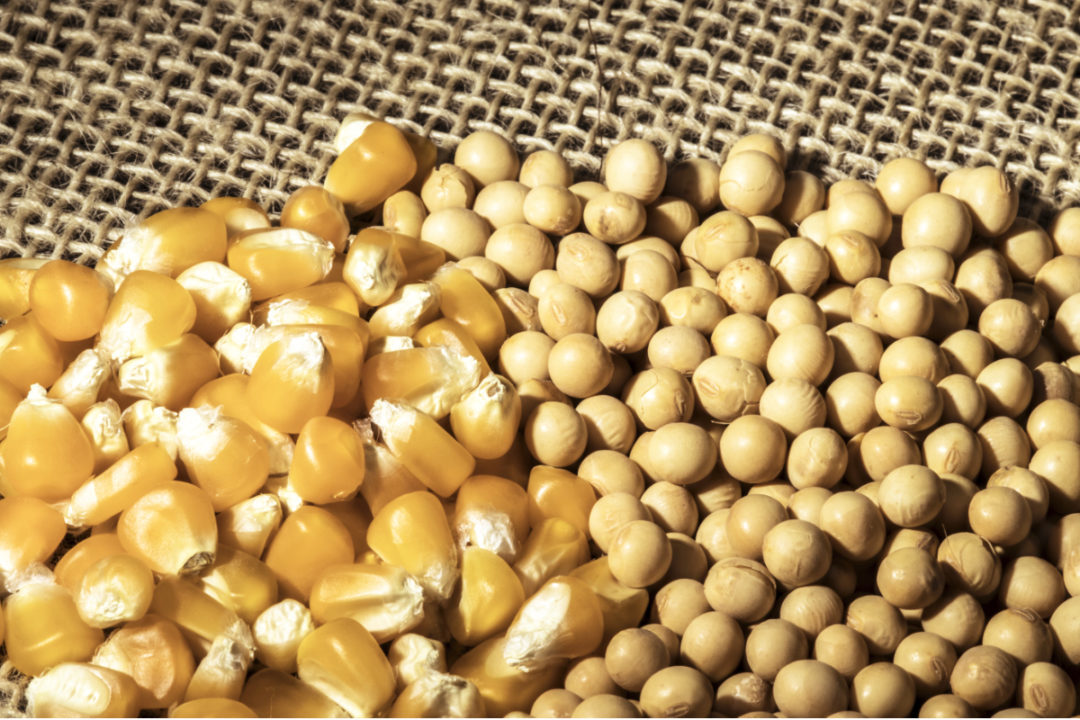 Brazil hits record soybean exports in 2021; corn falls to lowest level since 2012. (Photo internet reproduction)