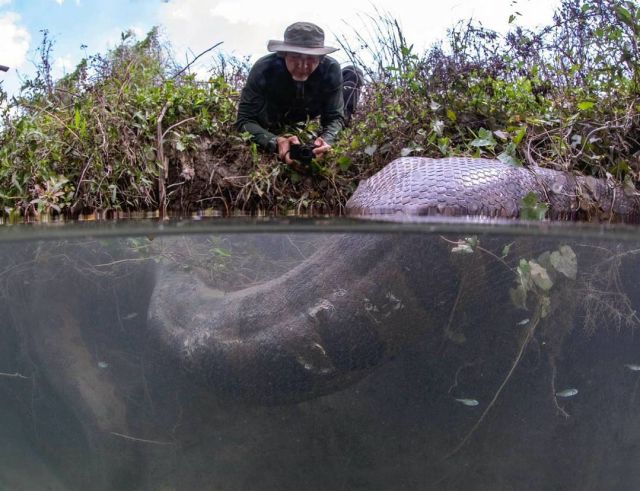 “Endless” anaconda: Brazilian photographer finds giant snake in expedition