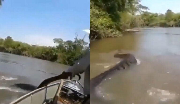 “How to train your dragon” Latin America version: fishermen fight monstrous anaconda in Brazilian river