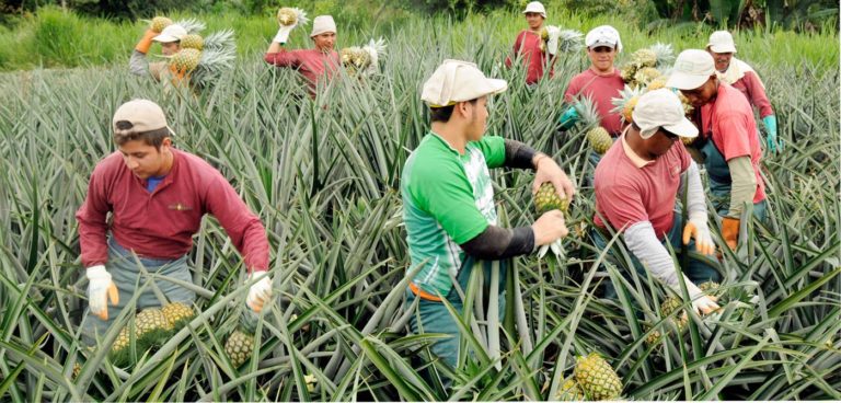Ecuador is the leading pineapple exporting country in South America