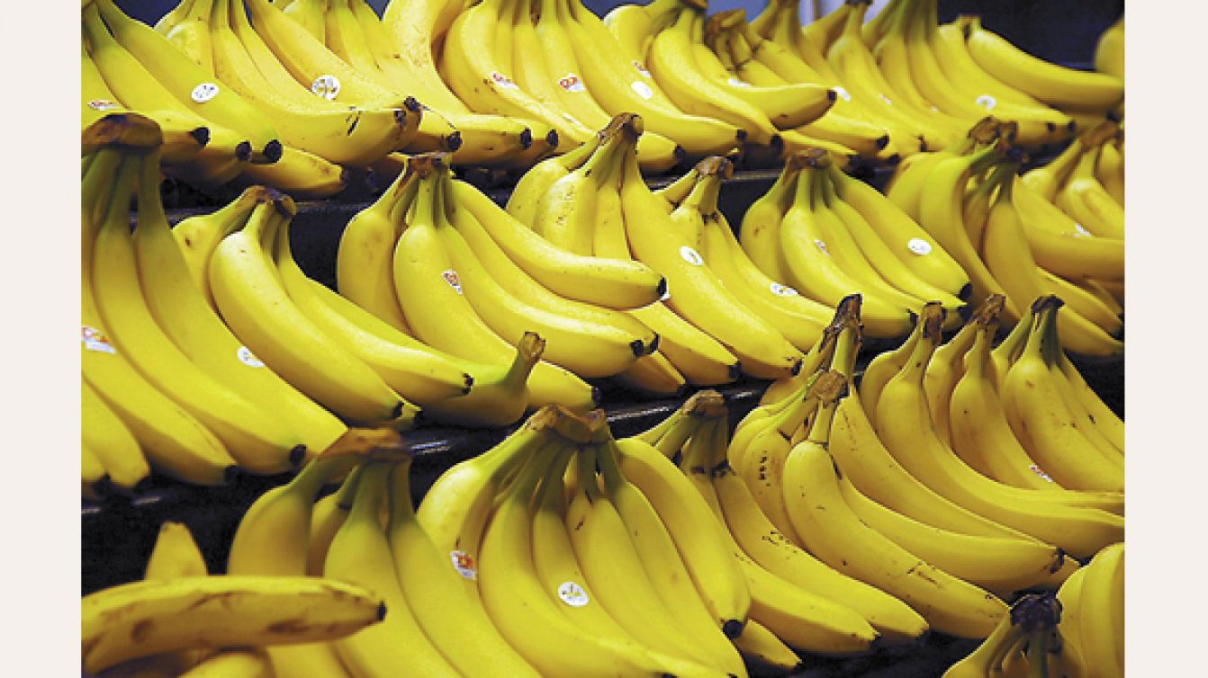 Paraguay banana 2