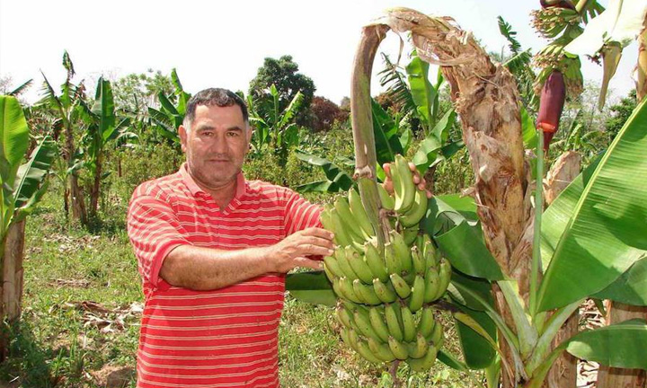 Paraguay closed 2021 with new record banana exports. (Photo internet reproduction)