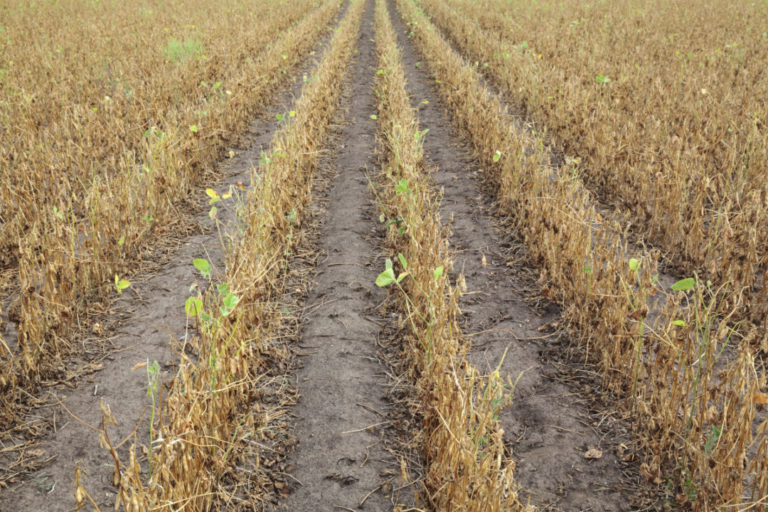 Unprecedented drought could knock US$25 billion off Argentina’s crop