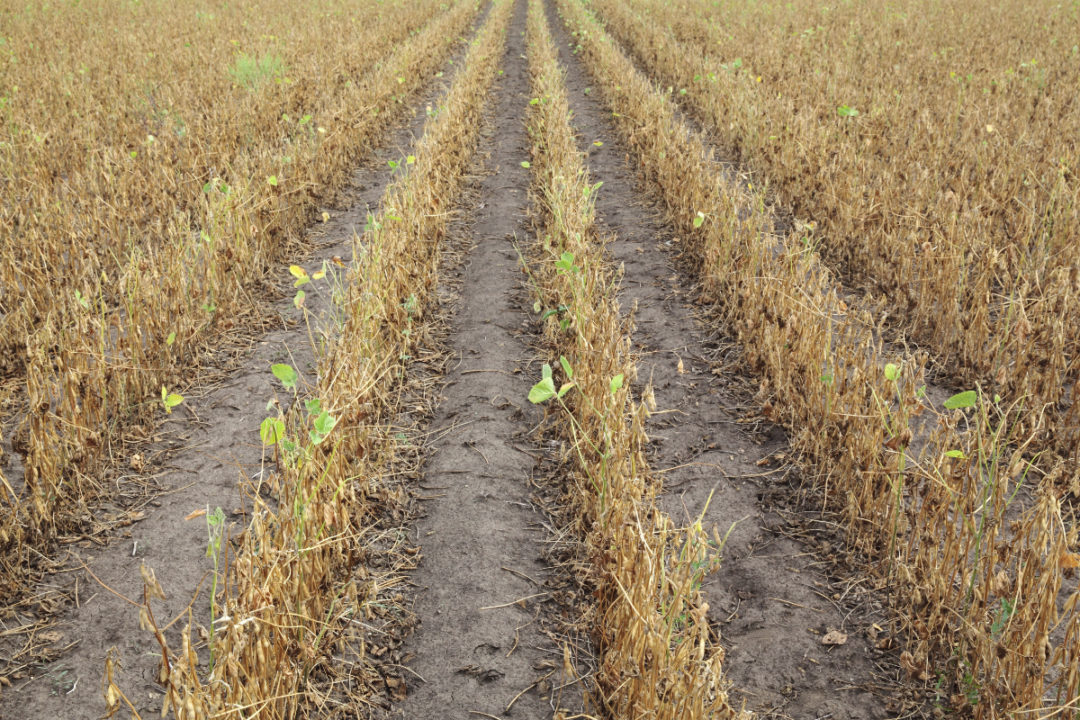 The Paraguayan government estimates that the drought cut the expected soybean production by 30%, which means a loss of income of some US$2.5 billion.