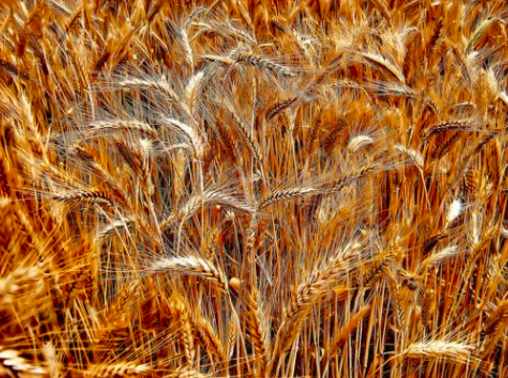 barley