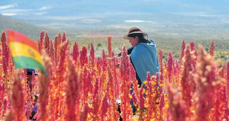 Bolivian industrialize, Bolivian government inaugurates plant to industrialize quinoa