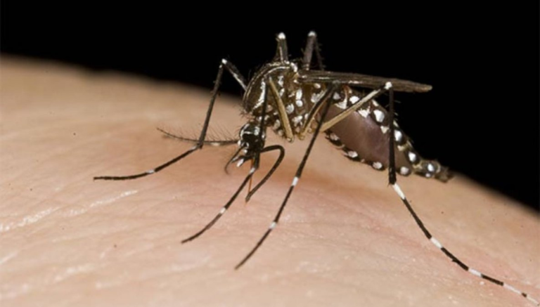 Dengue fever: Paraguay surpasses 300 notifications per week and more than 2,000 cases