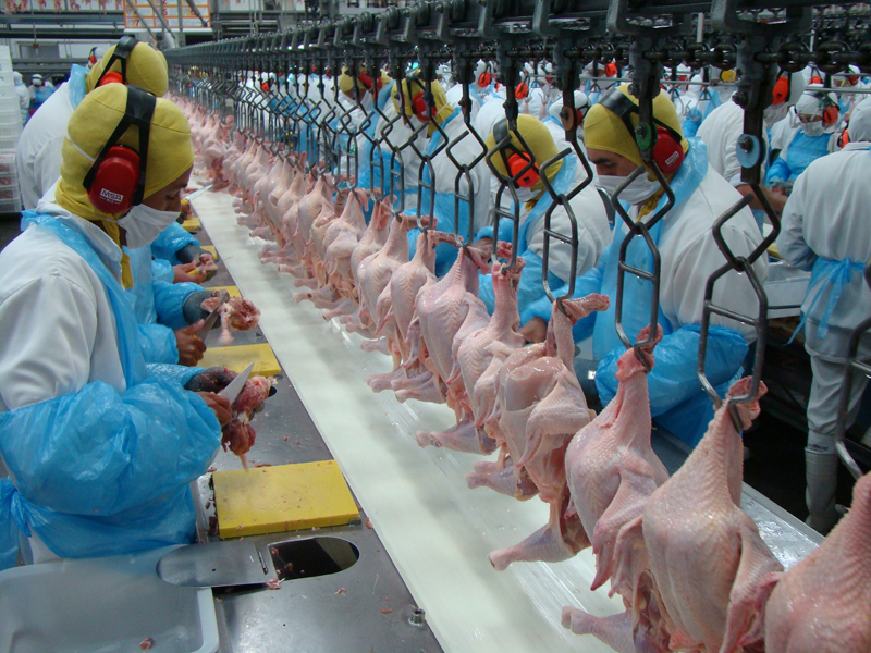 The main destination for Brazilian poultry exports was Asia, importing 1.64 million tons in the 12 months of 2021, a result 0.5% higher than that recorded in the same period of 2020.