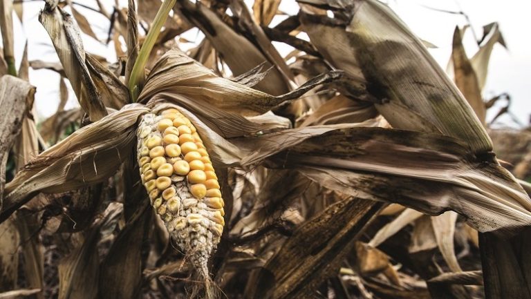 Drought in Argentina and Brazil puts soybean and corn markets on alert