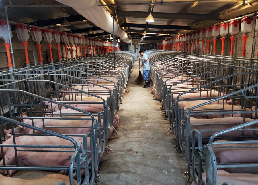 pig-farm