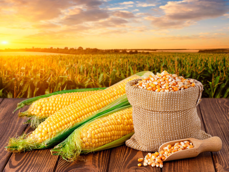 Corn market keeps an eye on the weather and on the Brazilian crop