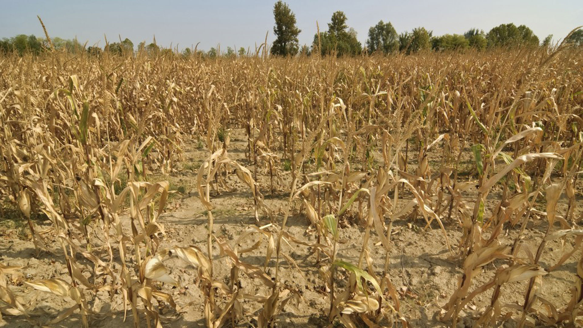 Crops still have weeks to grow and, with the La Niña-induced drought expected to last until March, crop forecasts may continue to fall, deepening the broader economic damage.