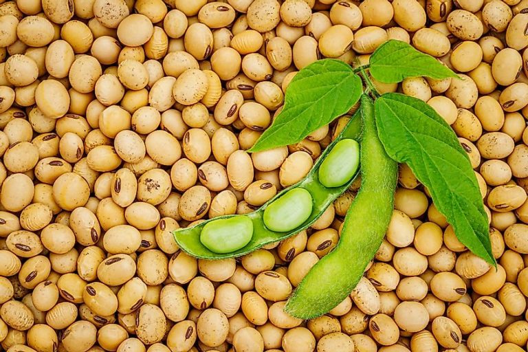 Soybean: Paraguay, Brazil, and Argentina to produce 20 million tons less