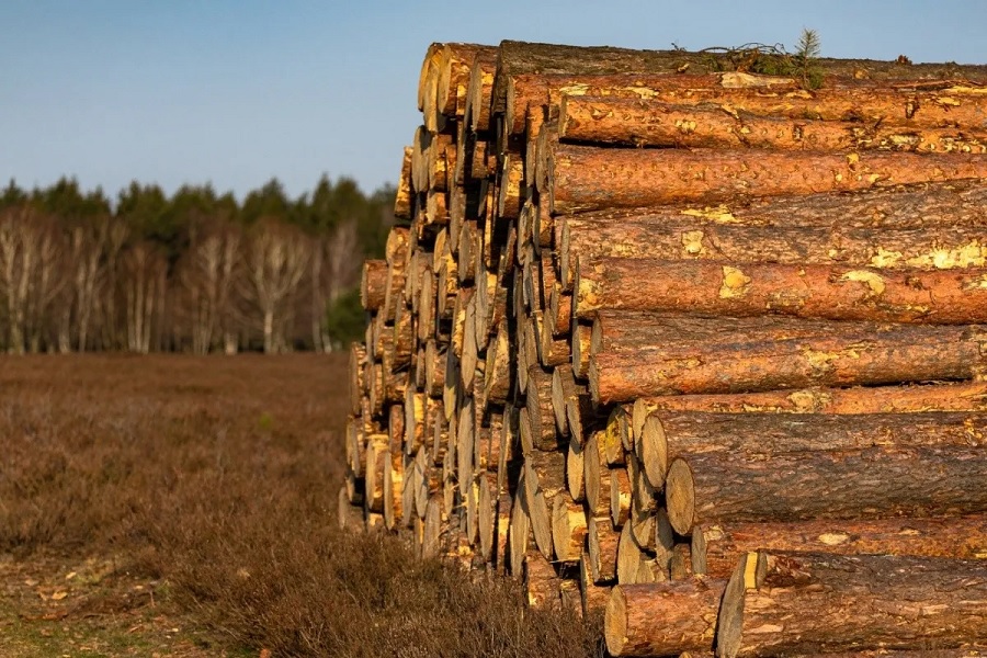 Brazil tightens inspections to fight illegal timber trade
